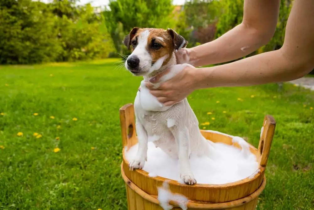 Quels sont les meilleurs traitements allergies