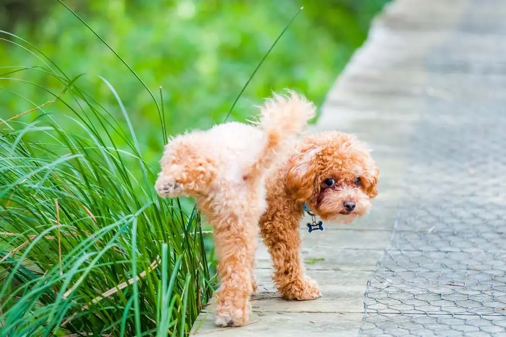 Quels sont les principaux symptomes de linfection urinaire