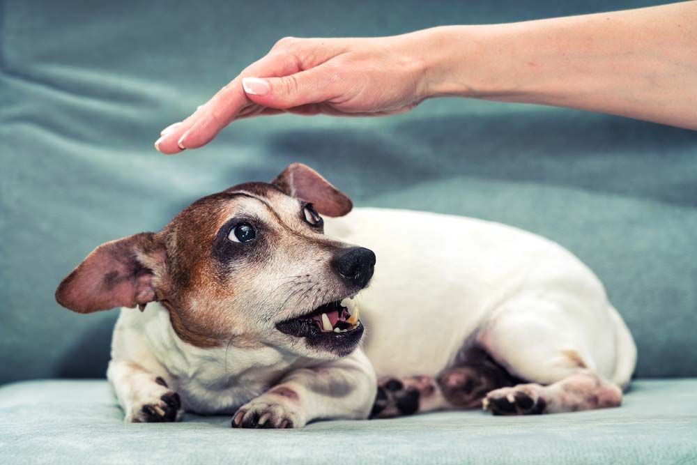 Quels sont les signes de stress chez les chiens