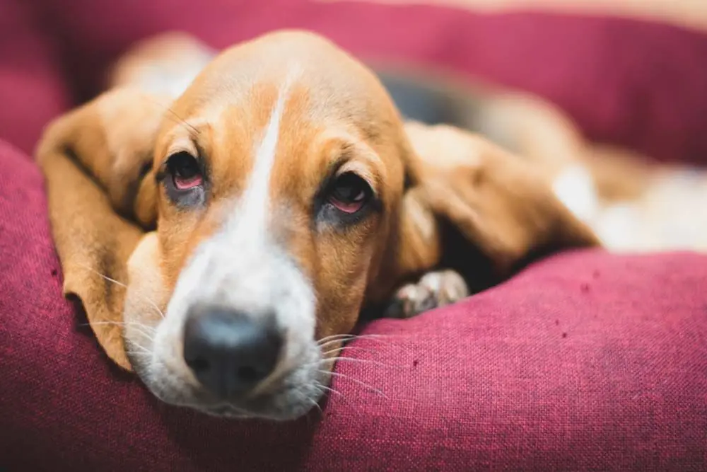 Quest ce que l hypothyroidie chez le chien