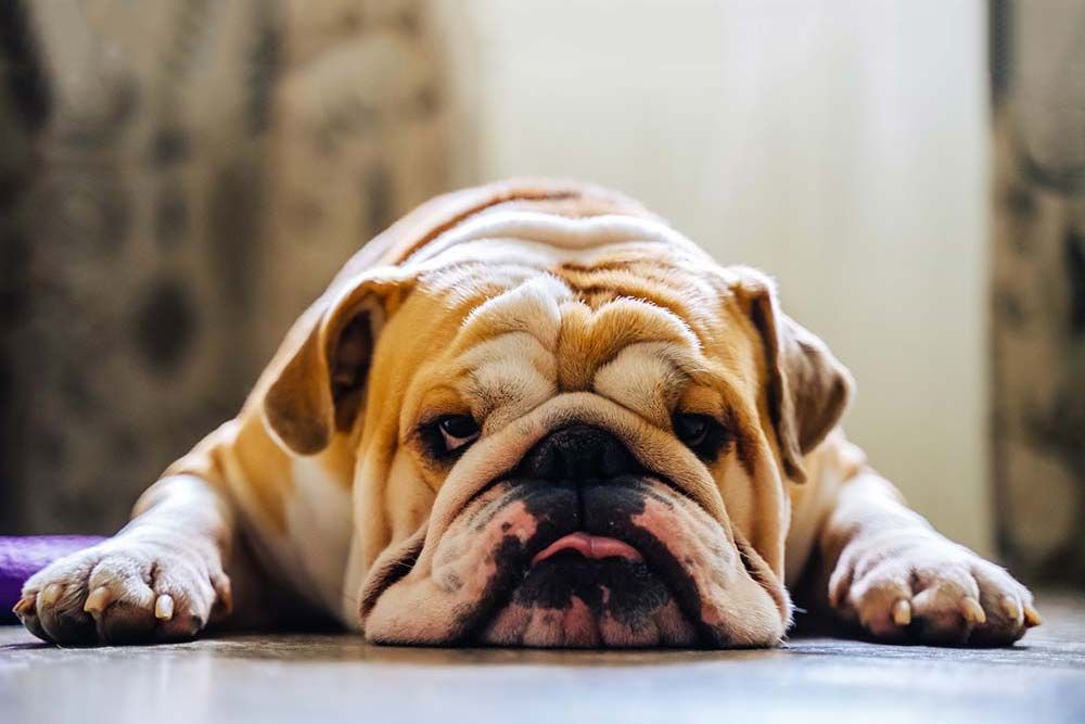 Razas de Perros Arrugados bulldog ingles