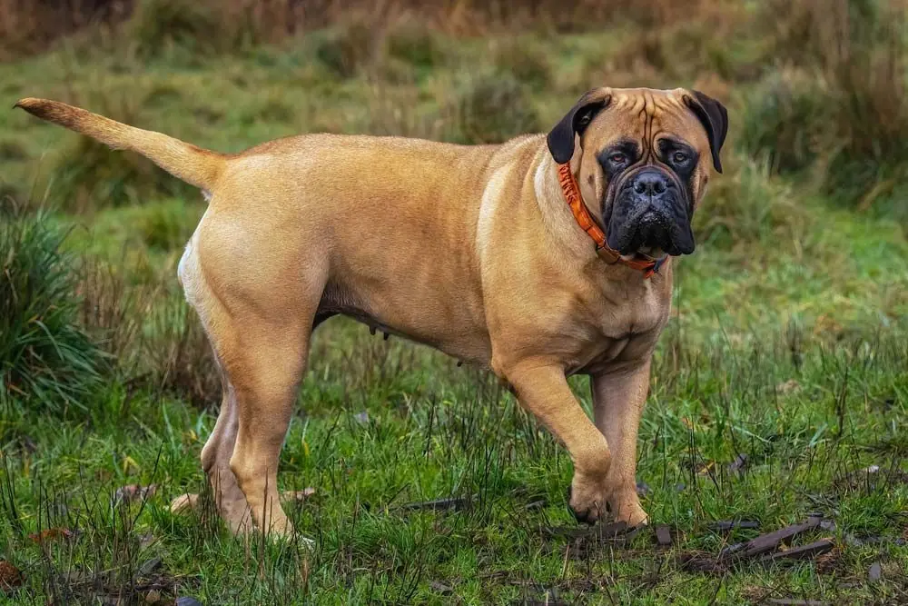 Razas de Perros Arrugados bullmastiff