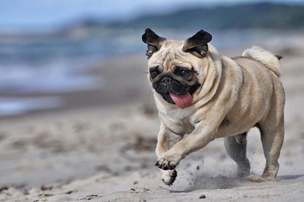 Razas de Perros Arrugados pug