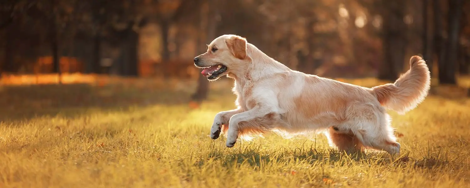 Razas de Perros Escoceses - Descubre las razas de perros originarias de Escocia