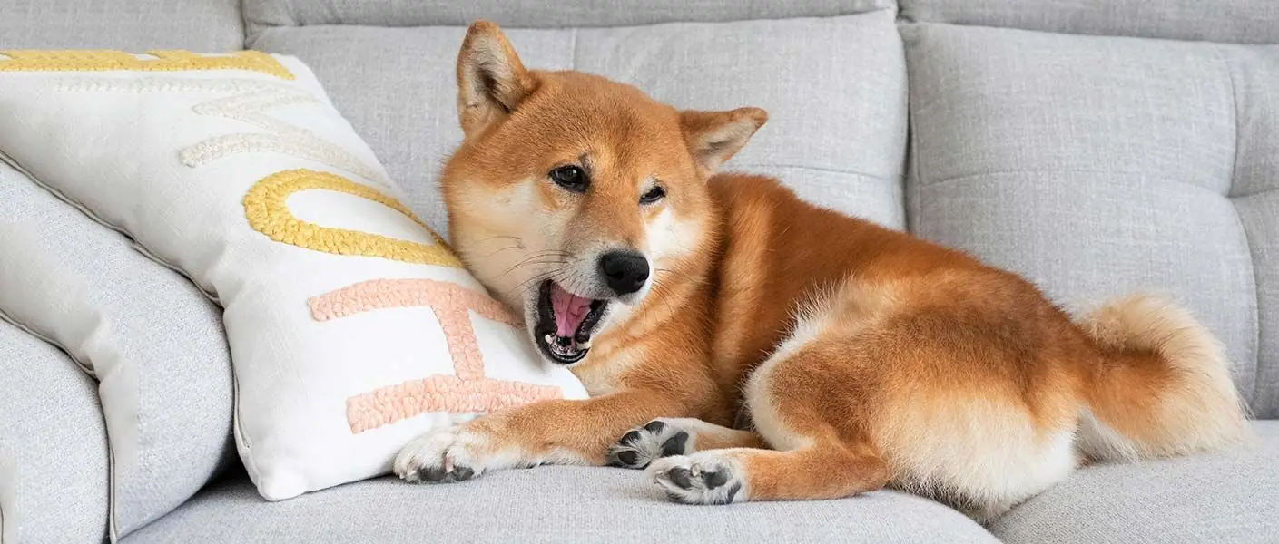 Razas de perros que pueden quedarse solos