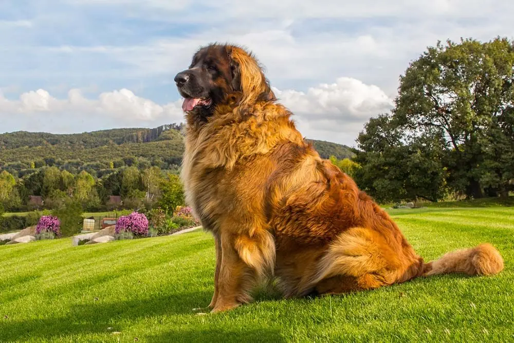 Razas de Perros que parecen Leones - Conoce los perros con melena abundante