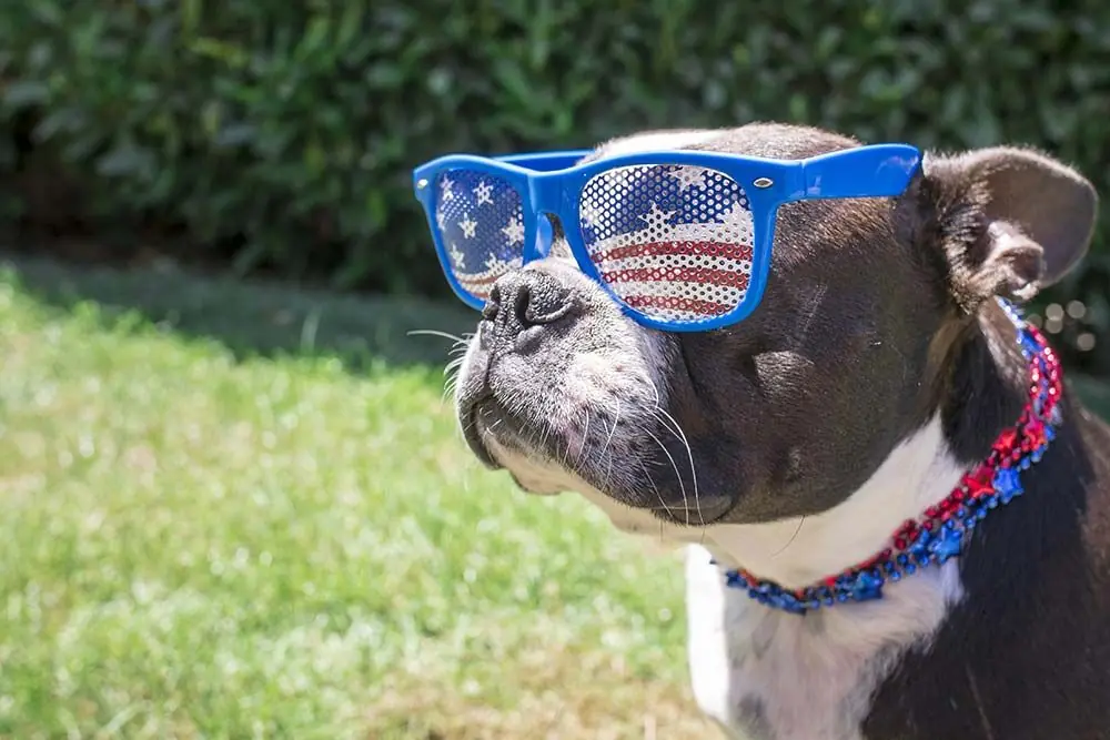 Razas de perros Americanos - Descubre las 10 mejores razas de perros originarias de Estados Unidos