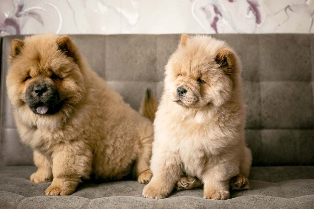 Razas de perros arrugados chow chow