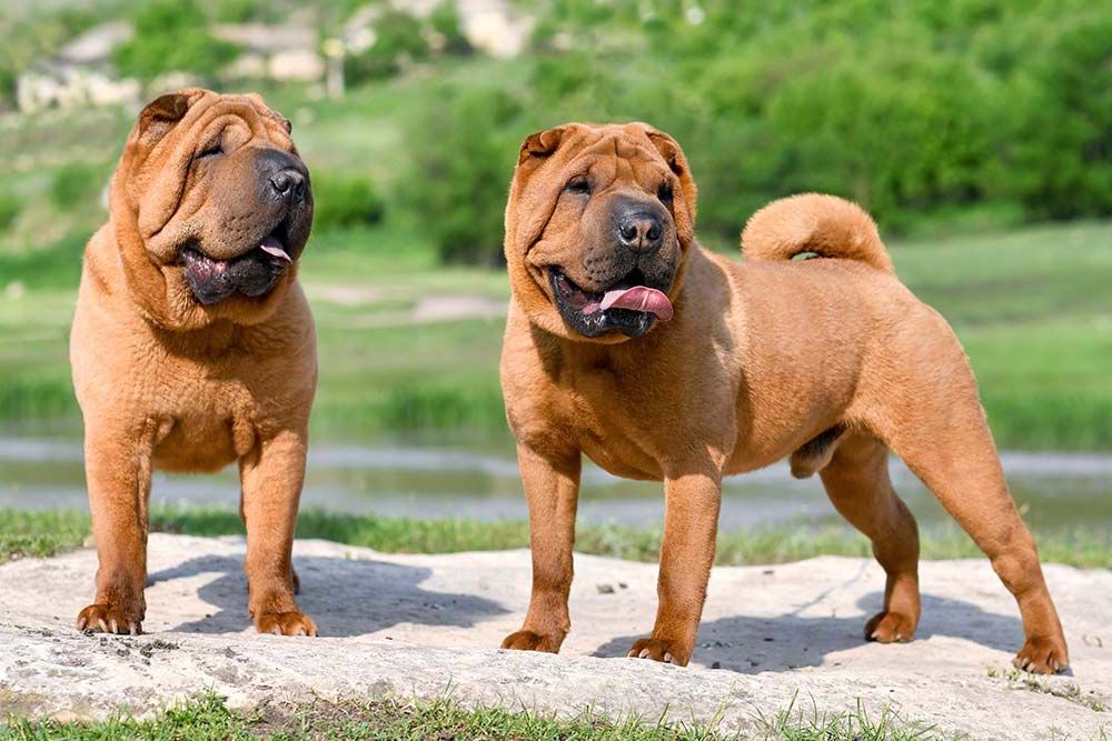 Razas de perros arrugados shar pei