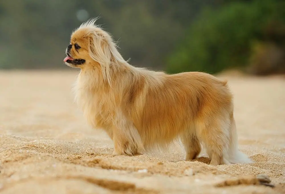 Razas de perros braquicefalos bulldog ingles Pekines