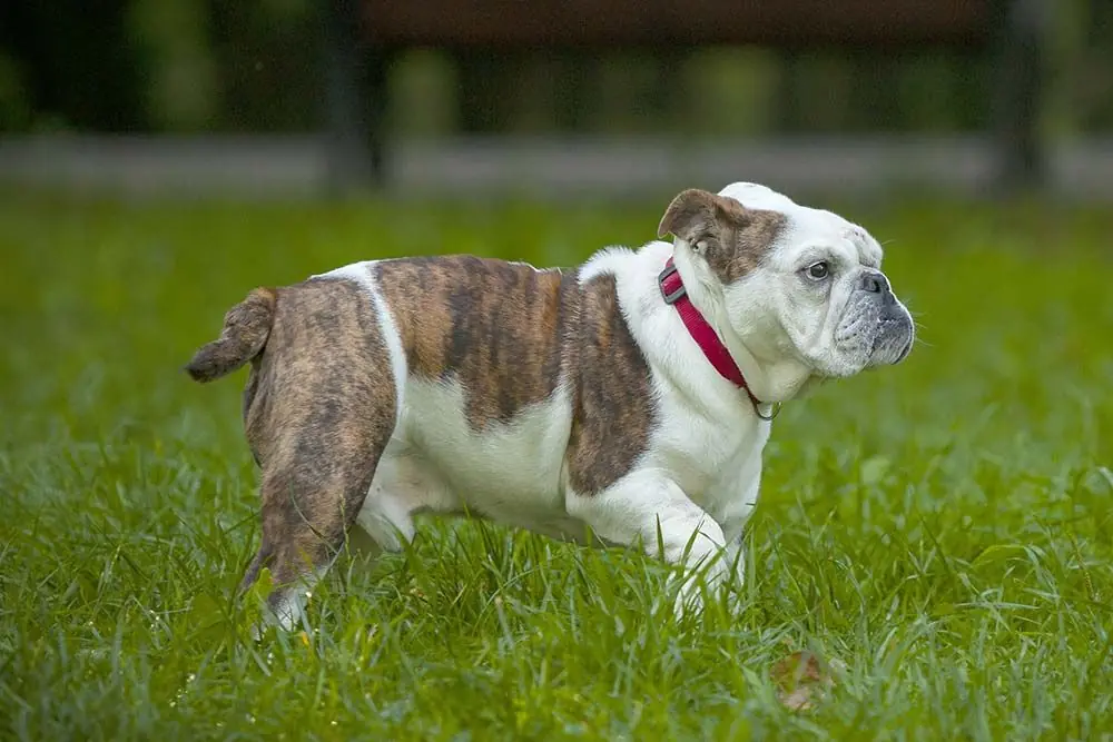 Razas de perros braquicefalos bulldog ingles