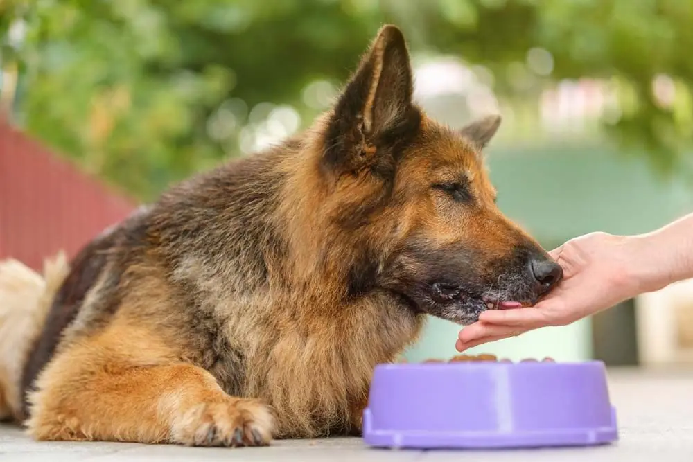 Regime domestique pour les chiens souffrant d hypothyroidie