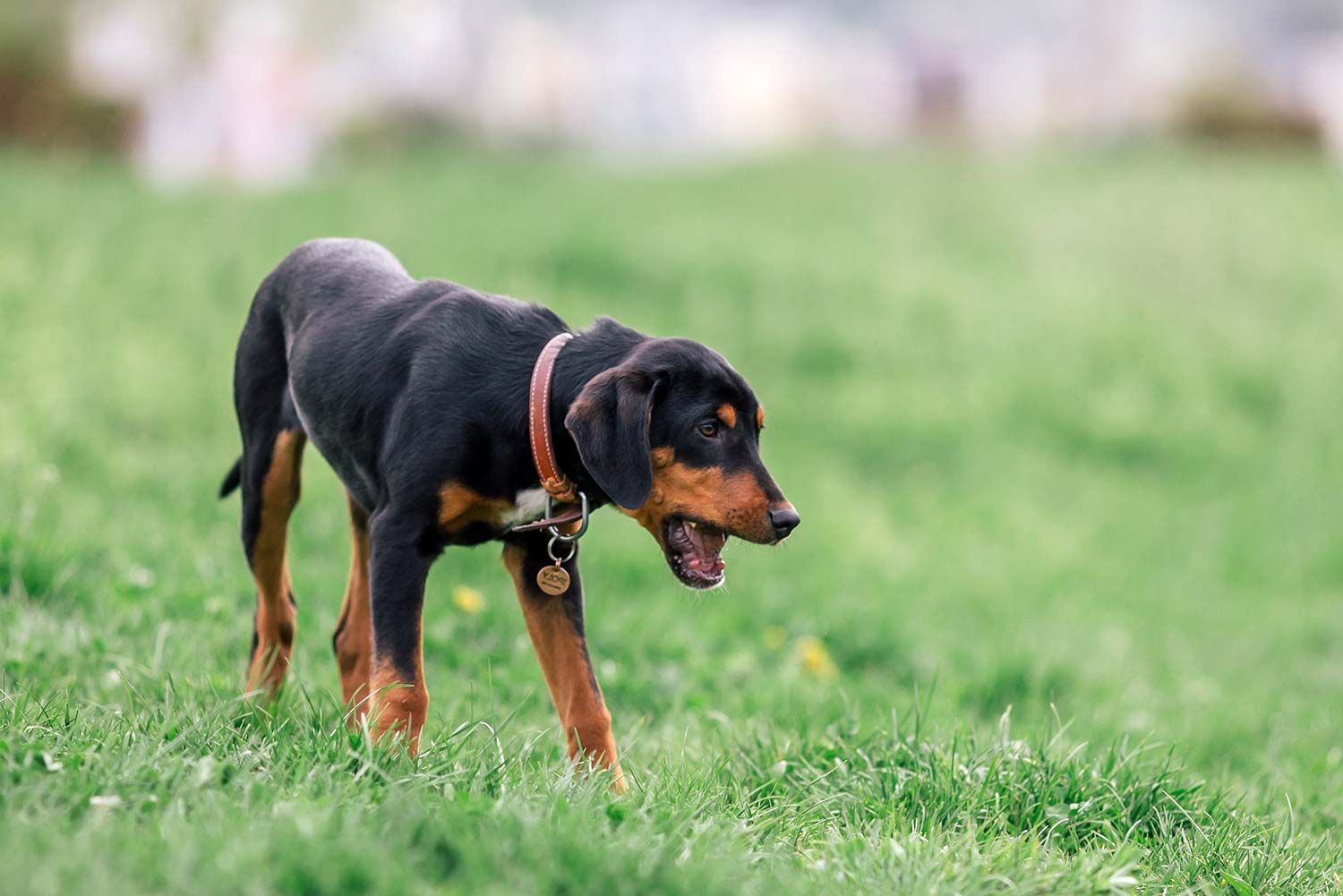 Sabueso de Transilvania