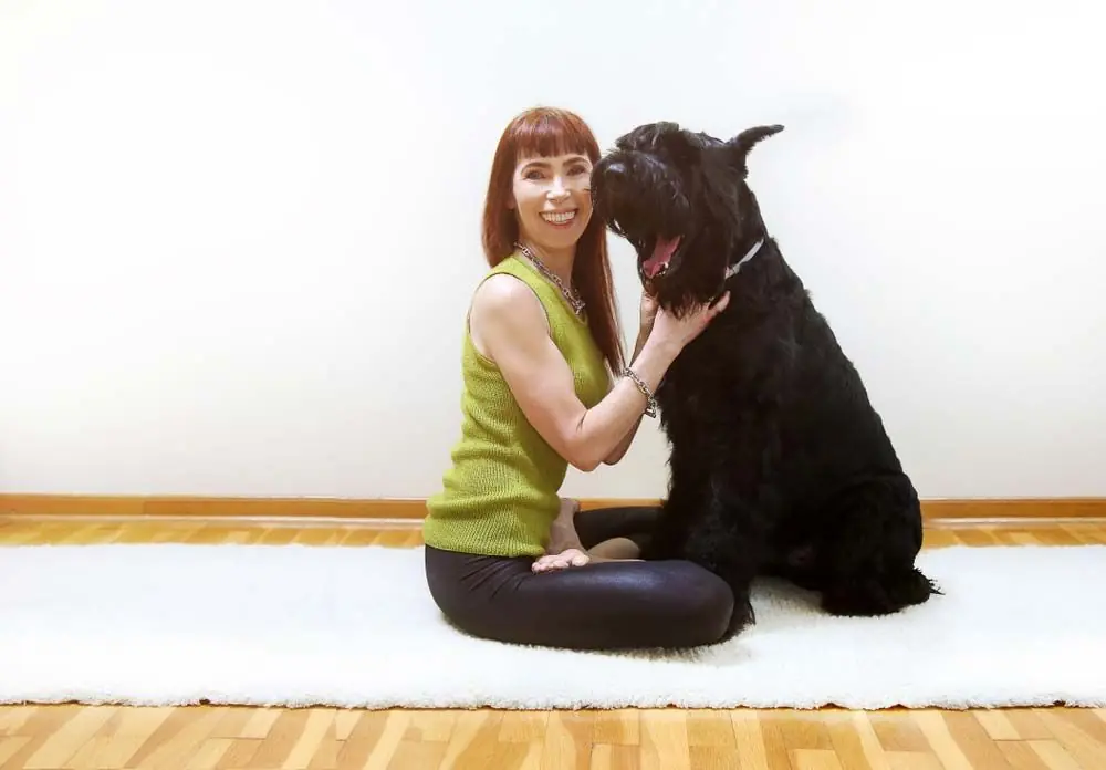 Schnauzer Gigante salute felicita in armonia