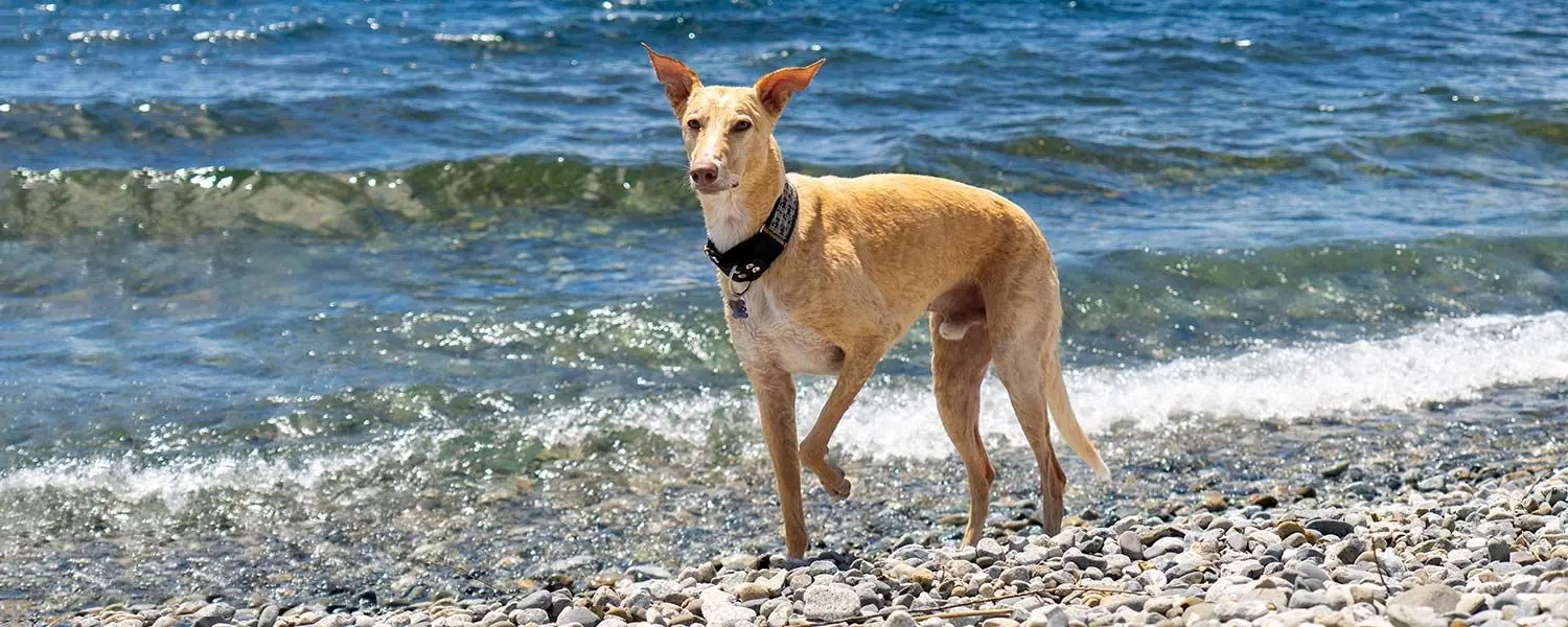 Scopriamo il Galgo español: una razza di cane straordinaria