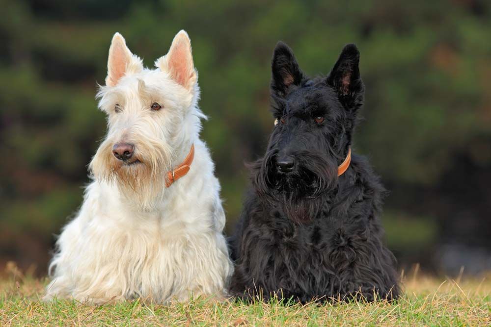 Scottish terrier