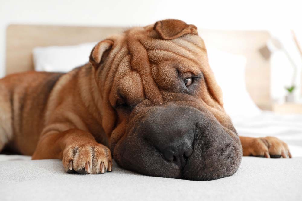 Shar Pei