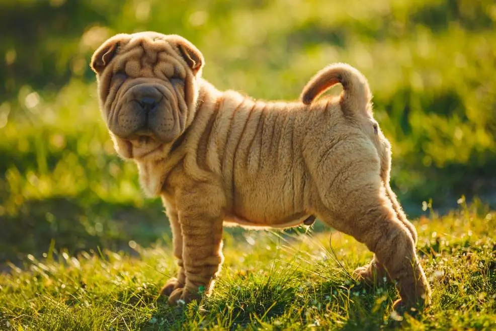Shar Pei