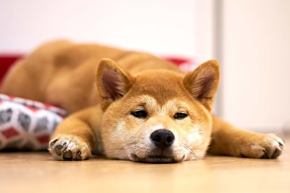 Shiba inu