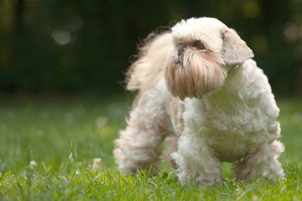Shih Tzu