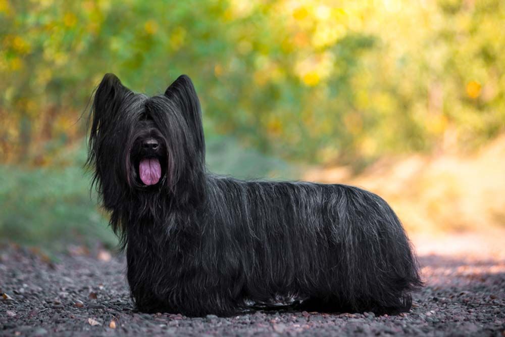 Skye terrier