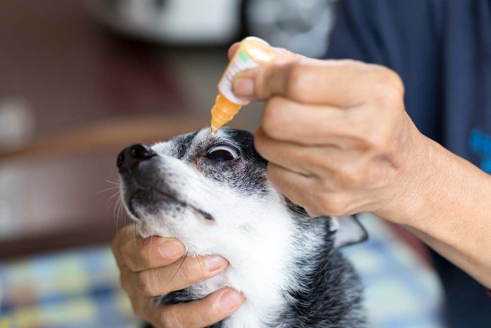 Soins oculaires pour chiens blepharite bacterienne
