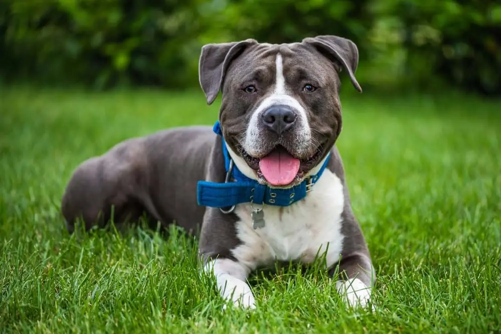 Staffordshire terrier americano