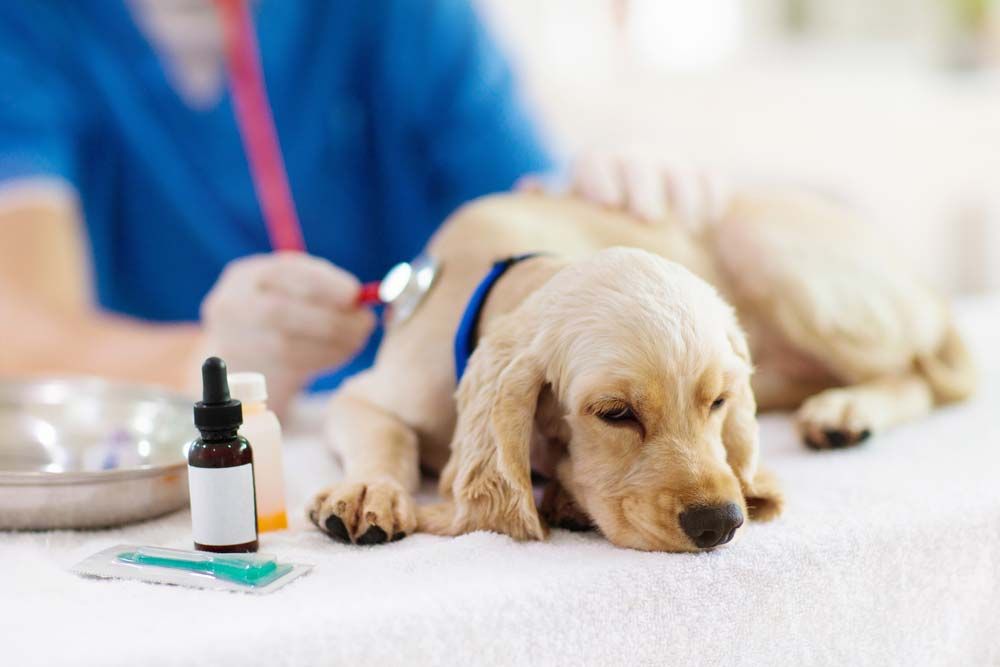 Traitement de linfection urinaire chez le chien