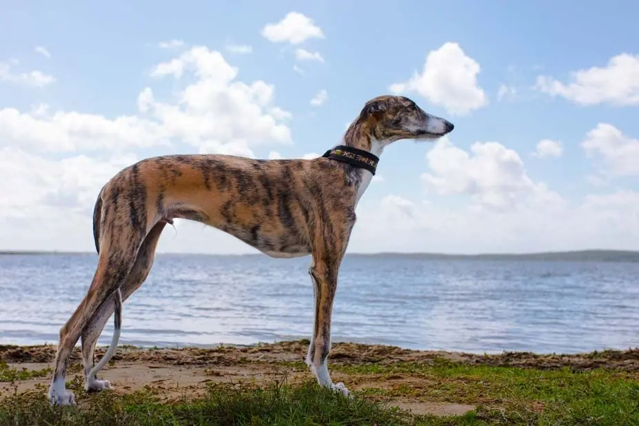 Un fisico elegante galgo espanol
