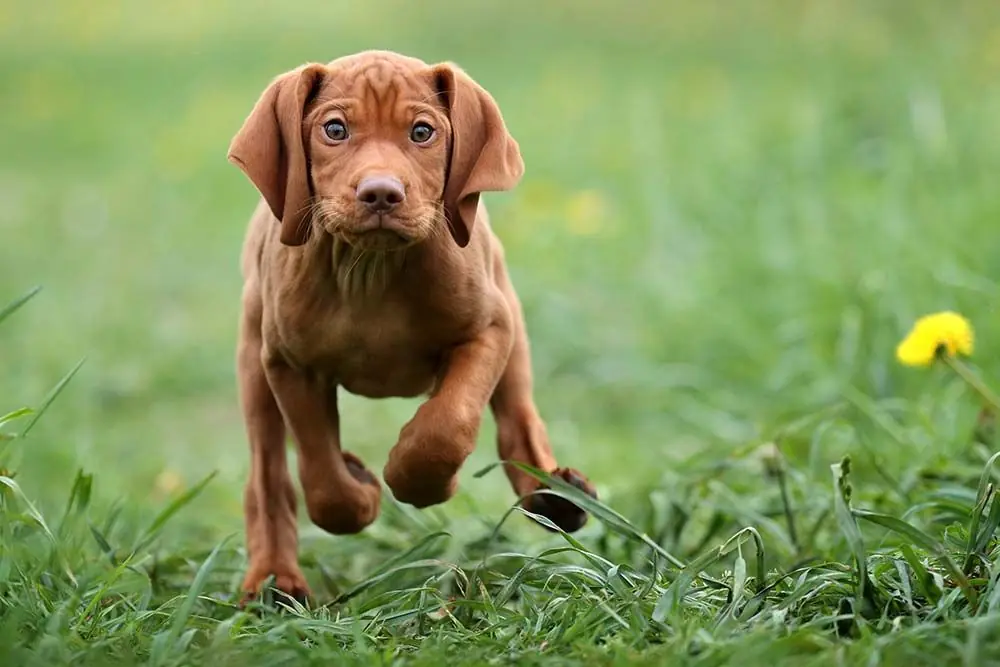 Vizsla