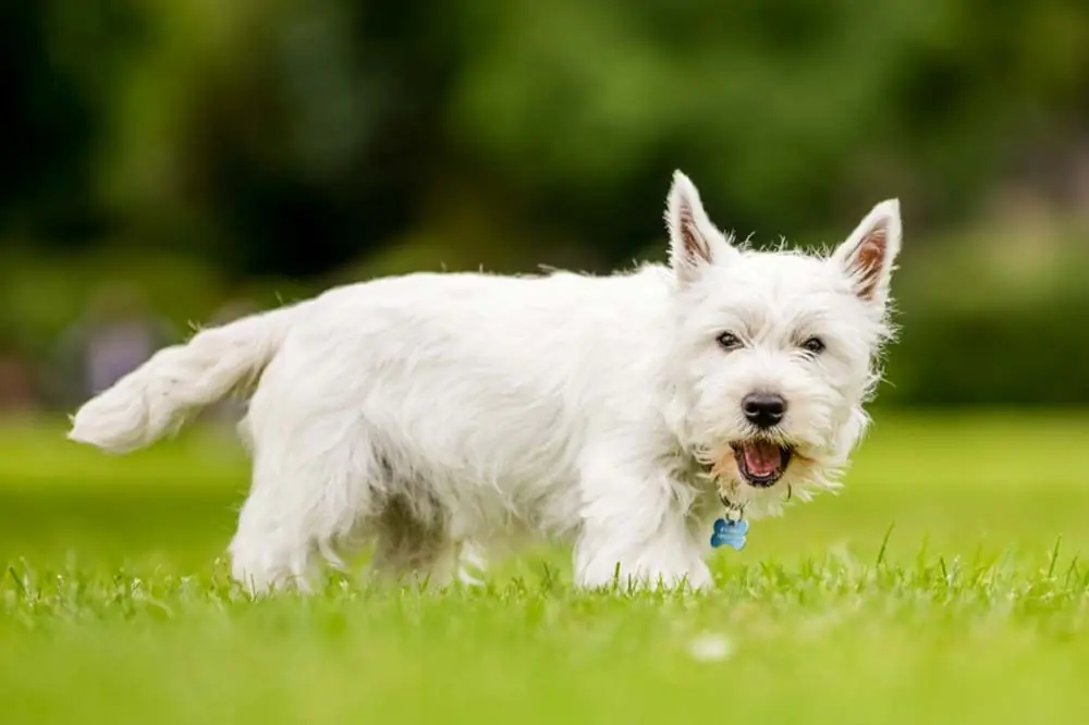 Westie