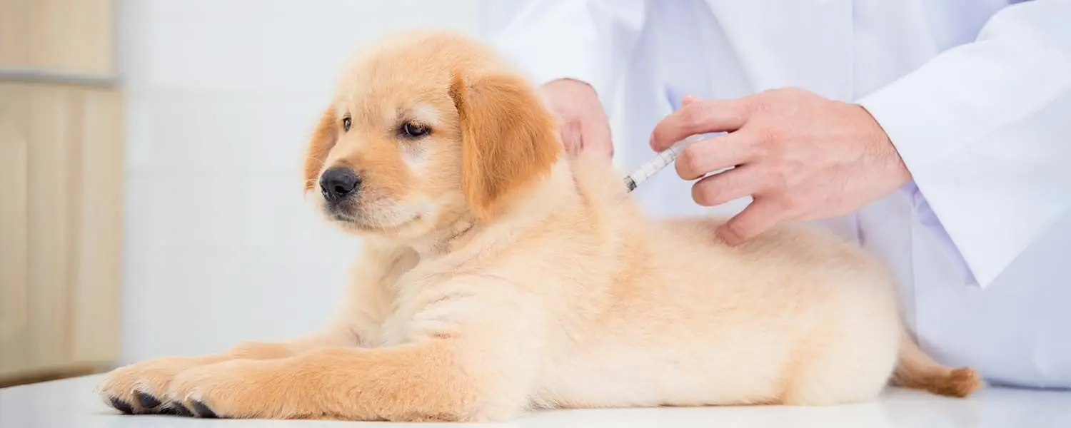 Les avantages et les inconvénients de la vaccination chez les chiens