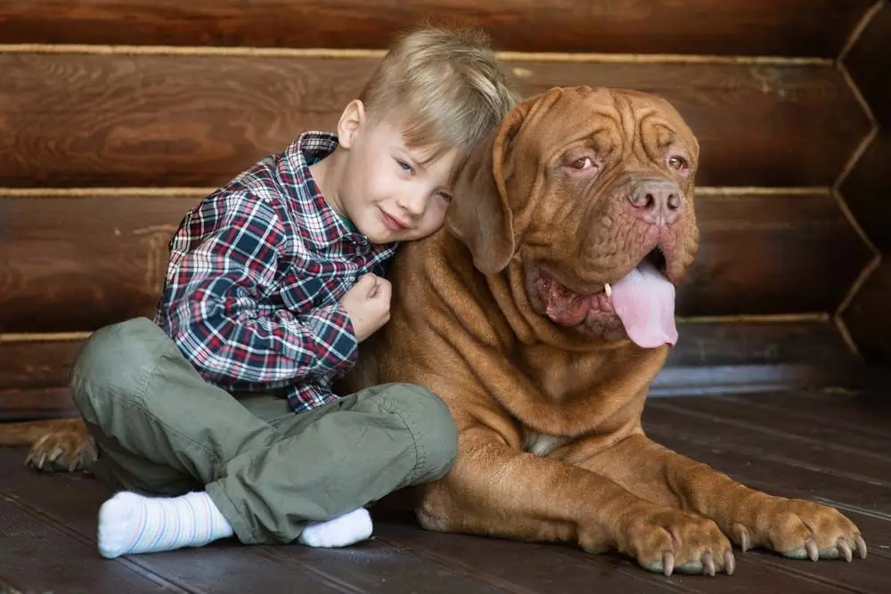 carattere tranquillo e amichevole del Dogo di Bordeaux