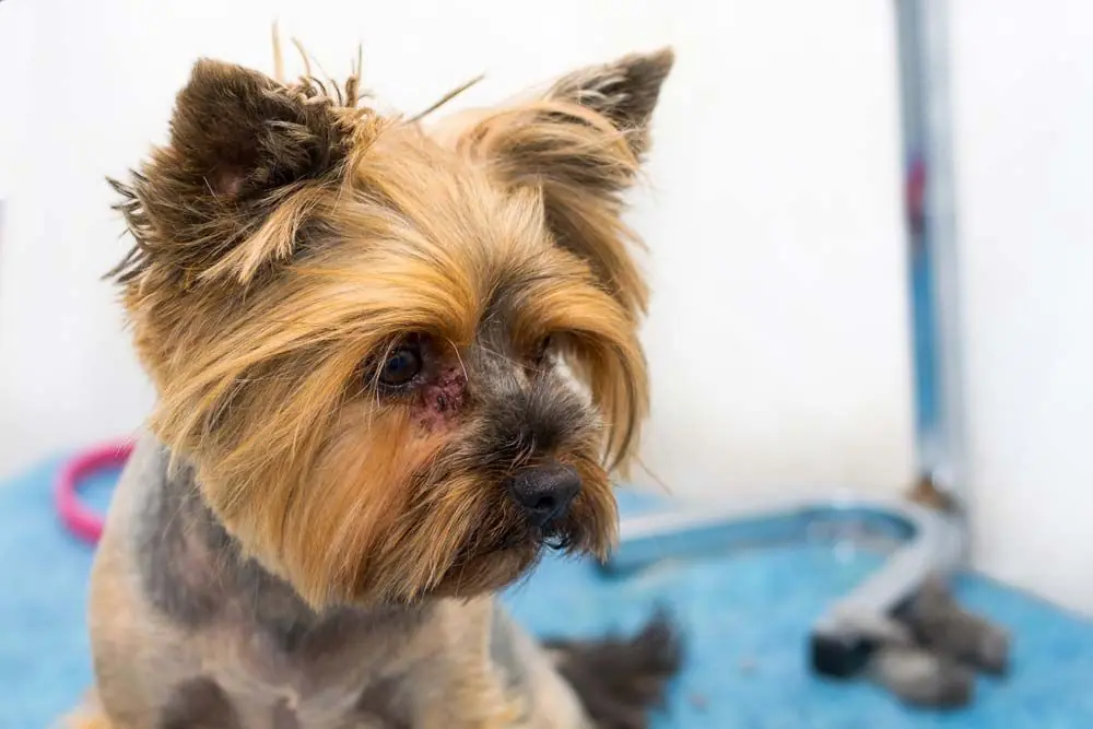 dermatite de Malassezia chez le chien