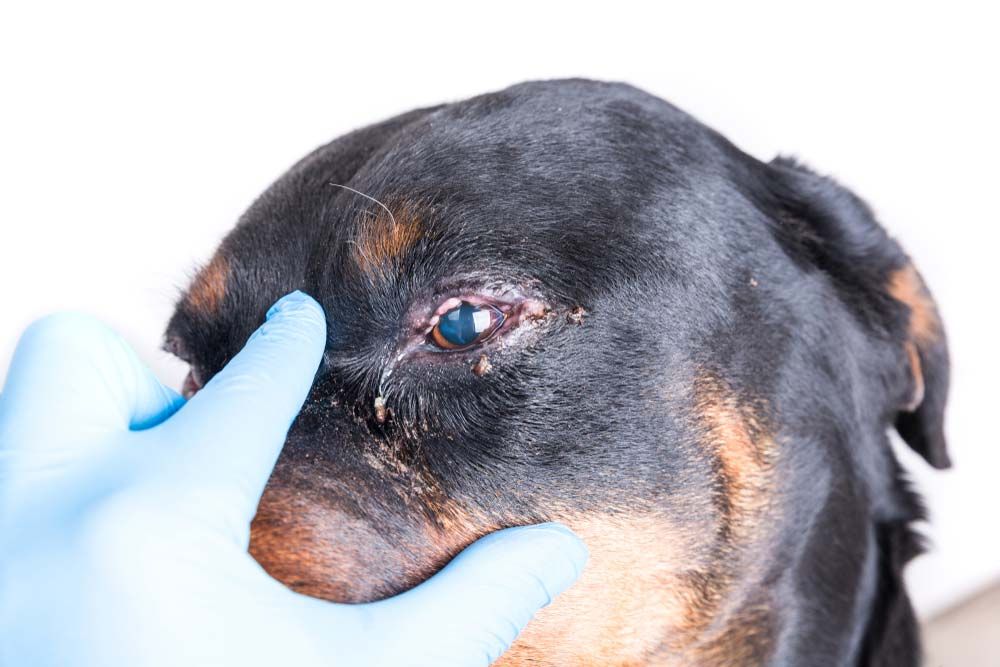 gestion de la conjonctivite chien