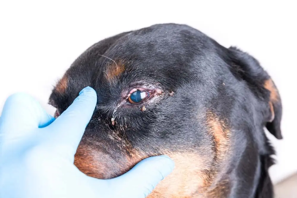 gestion de la conjonctivite chien