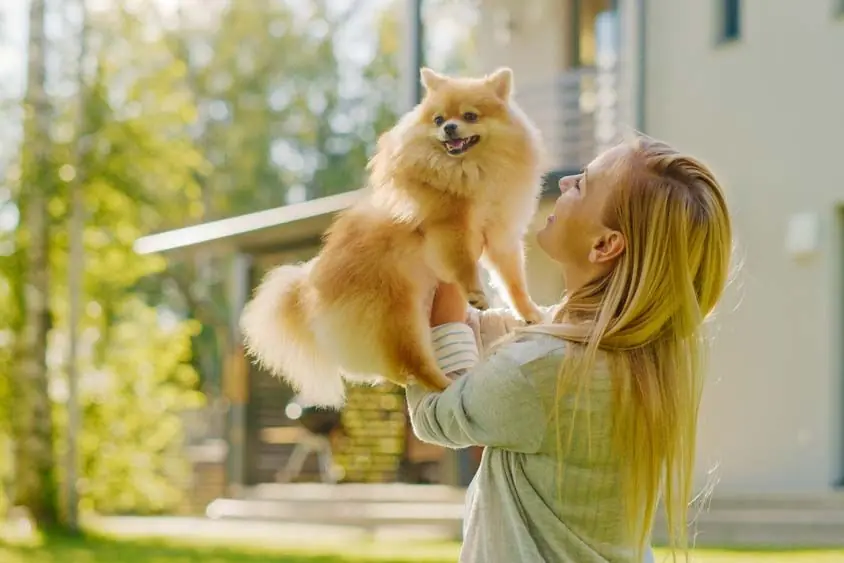 il carattere afascinante del Pomeranian