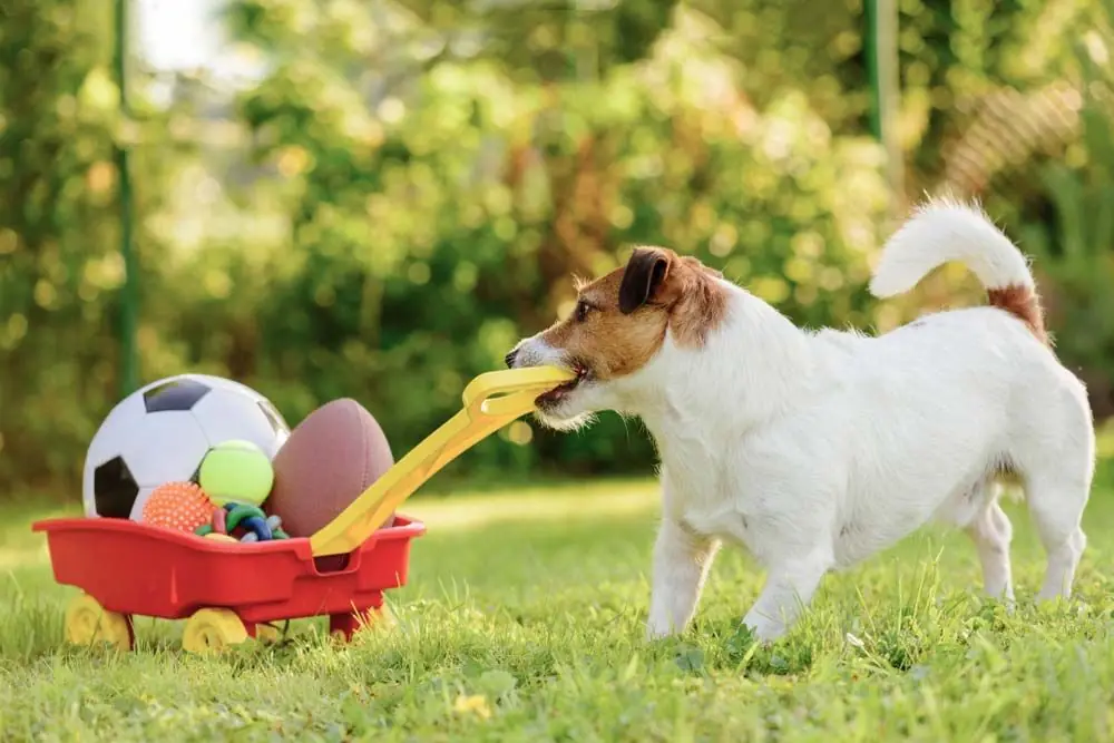 juguetes interactivos estimulacion mental