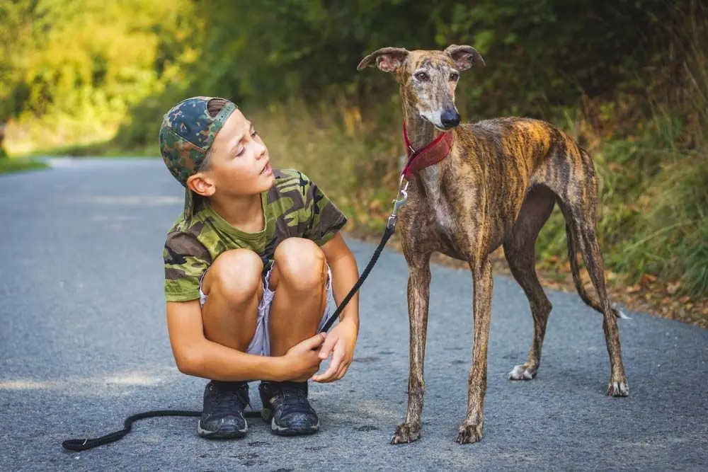levriero spagnolo come compagno