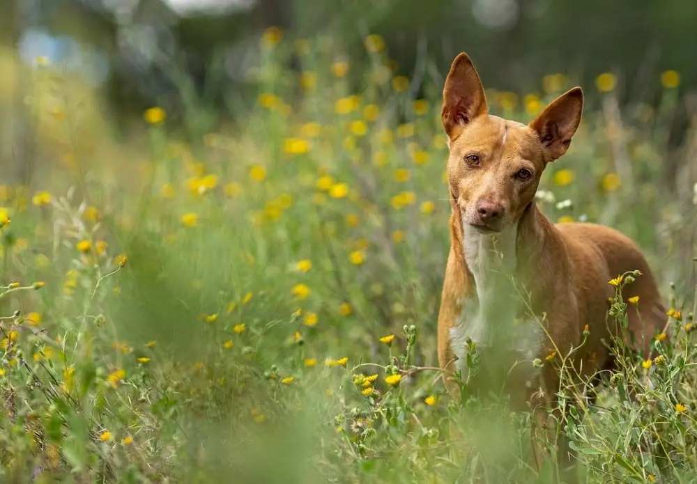 pelliccia colore podenco valenciano