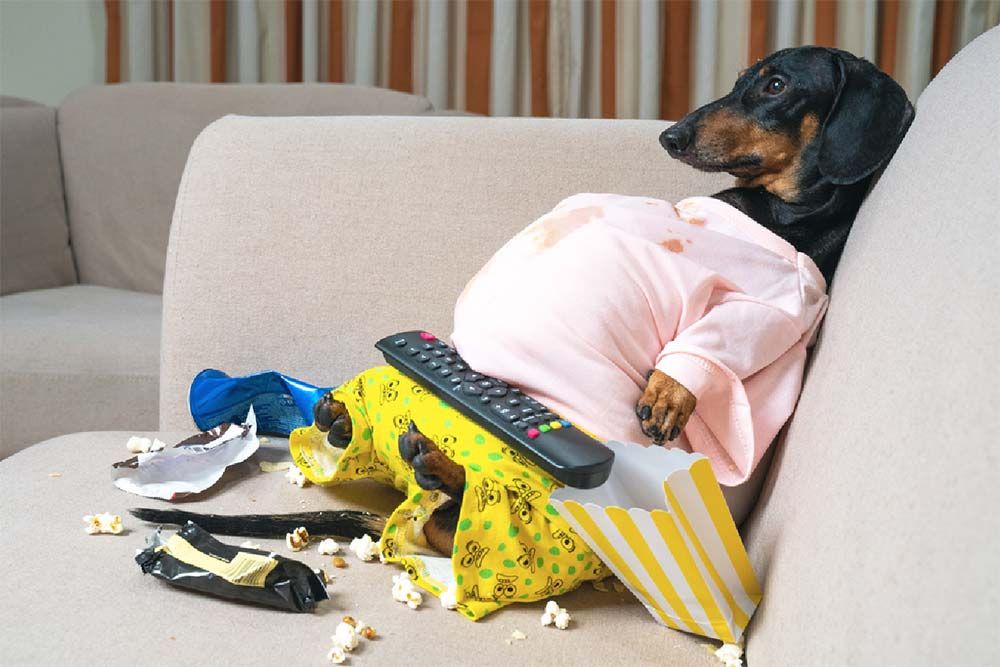 perro salchicha obeso