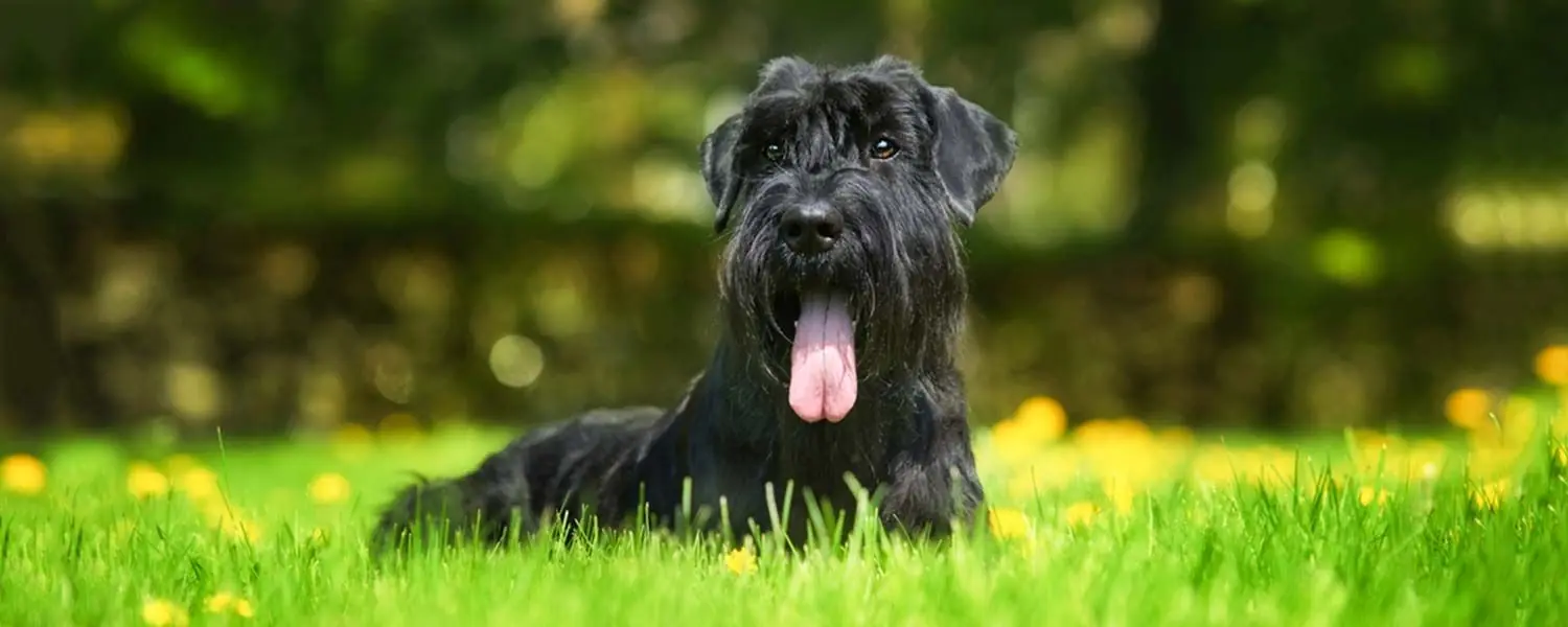 Il schnauzer gigante: un cane di grande personalità