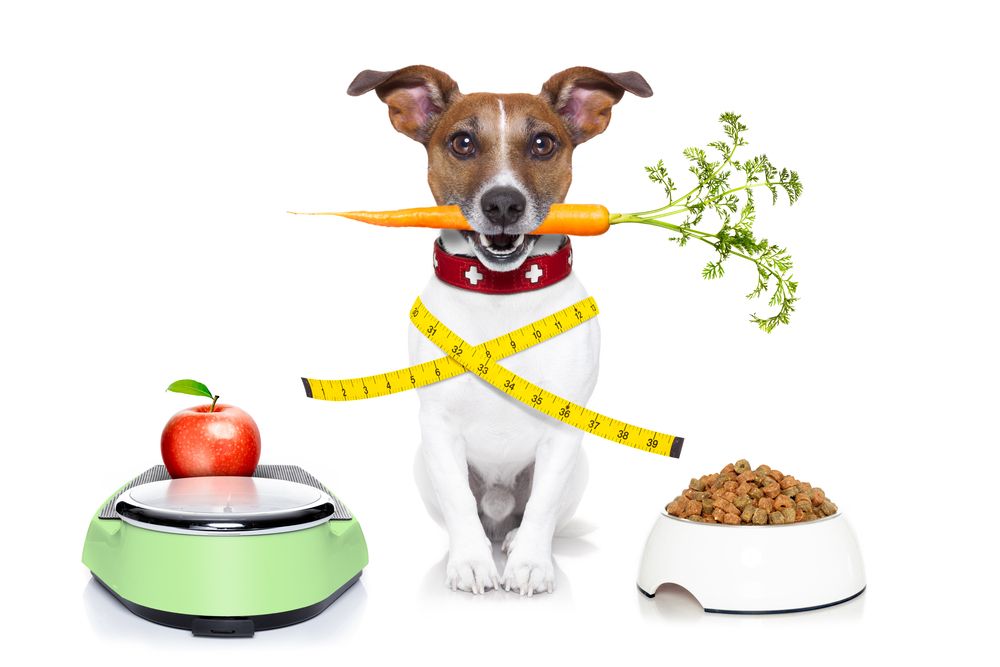 Healthy,Bulldog,Beside,A,Scale,And,Bowl,And,Measuring,Tape
