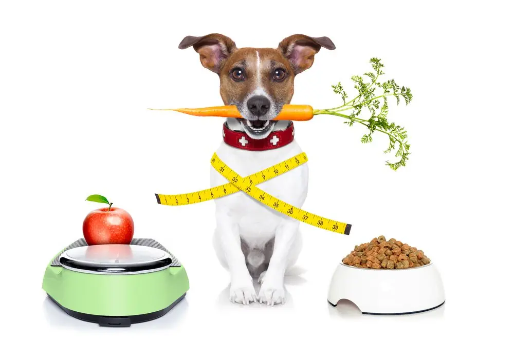 Healthy,Bulldog,Beside,A,Scale,And,Bowl,And,Measuring,Tape
