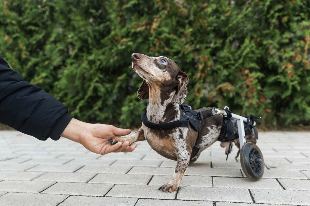 Bassotto displasia dell anca