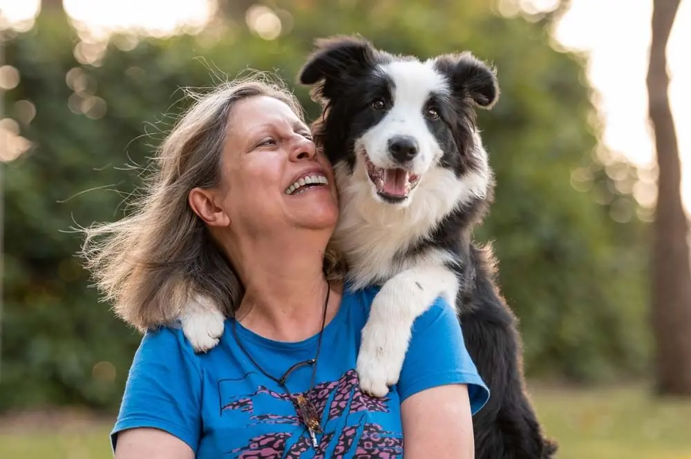 Border collie compania