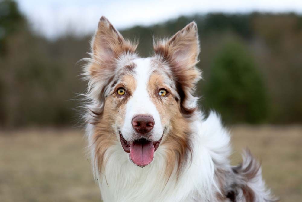 Border collie galeria