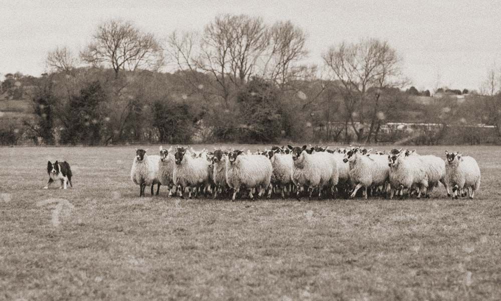 Border collie historia