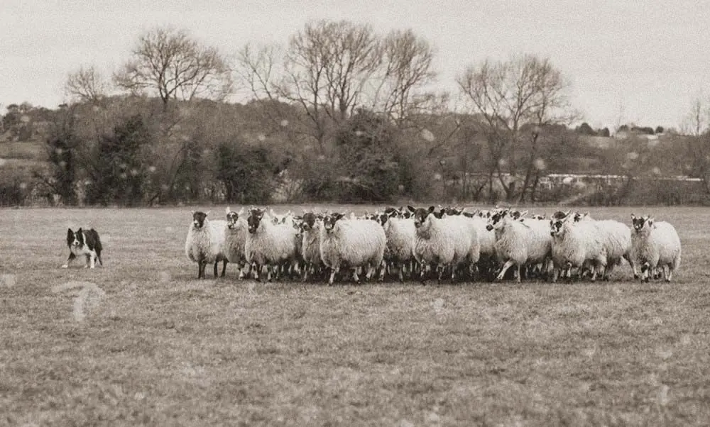 Border collie historia
