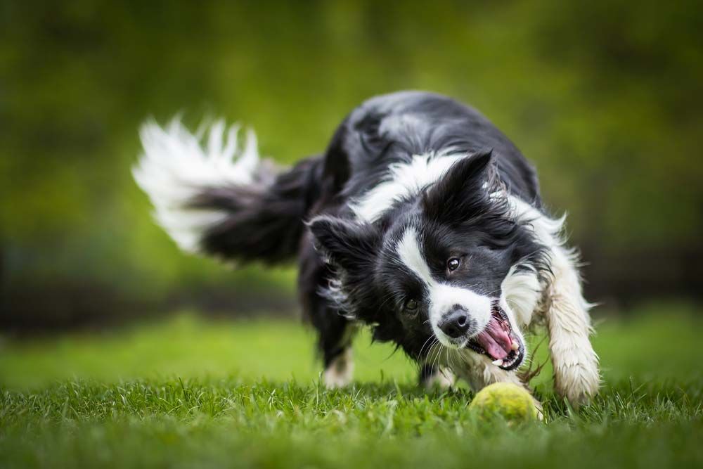 Border collie juega